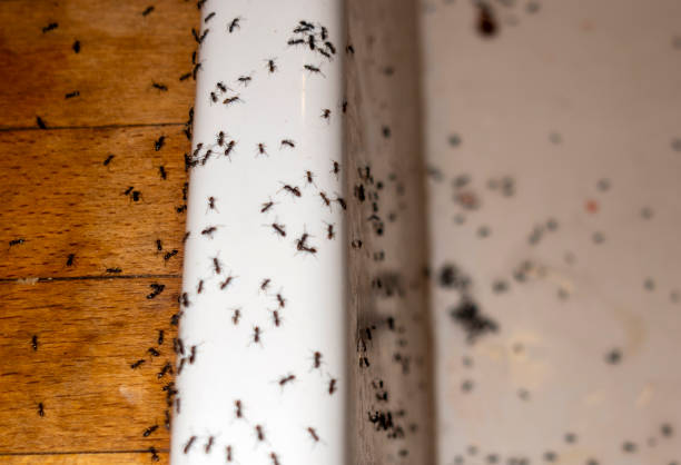 Best Pest Removal Services  in Durand, IL