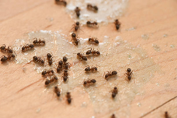  Durand, IL Pest Control Pros